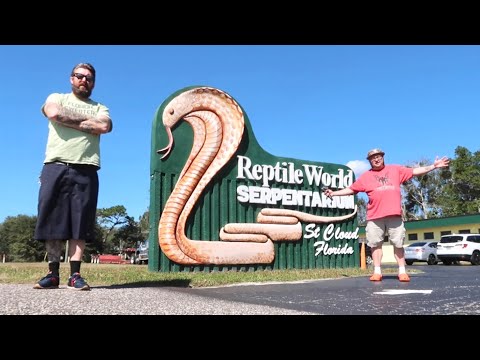 Full Florida Day on Wild Willys Airboat Tour & Reptile World Serpentarium / Jimmy Bears BBQ St Cloud
