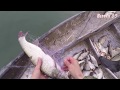 Рыбалка в Узбекистане Жерех  в Рыбалка в Узбекистане boliq ovi