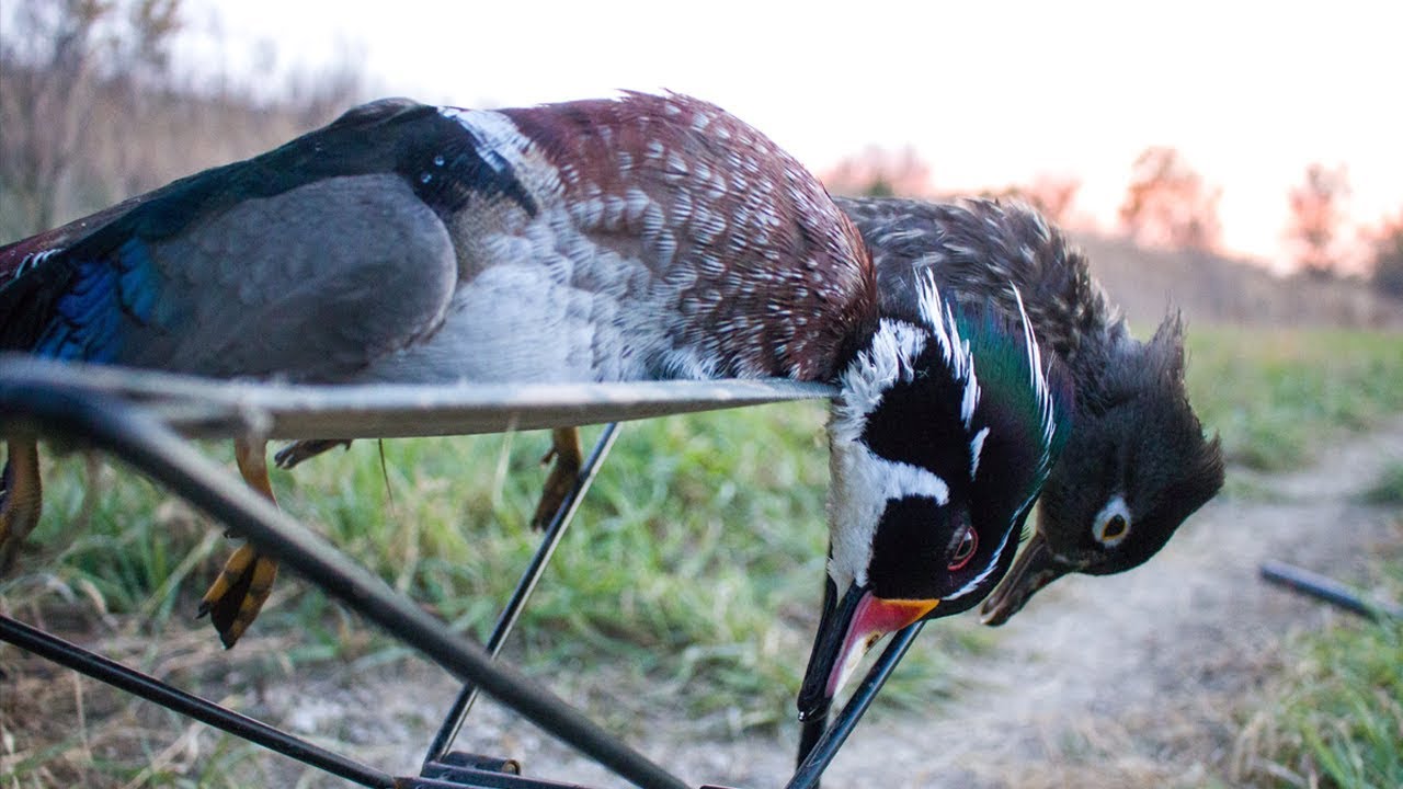 Couples That Fly Together Public Land Duck Hunting YouTube