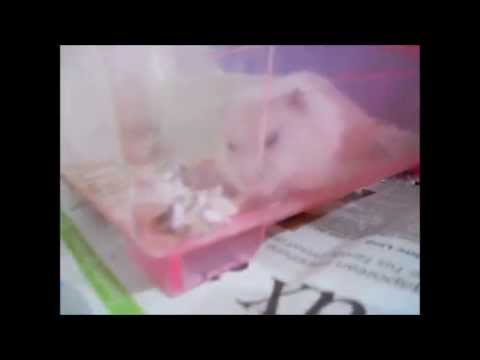 family pet store Winter White hamster 1st batch day 1 and 2