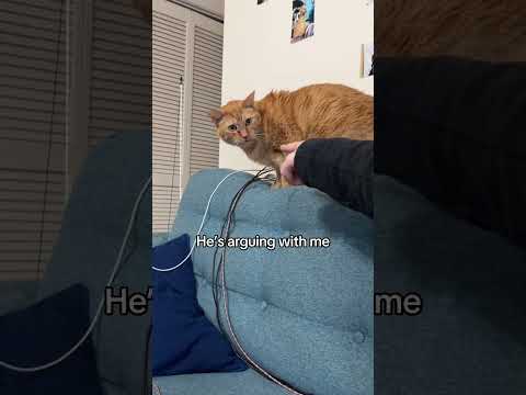 Cairobeans6 He Craves The Cords Cat Catlover Kitty 