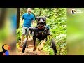 Dog Gets SO Excited To Go Hiking In Her Wheelchair | The Dodo