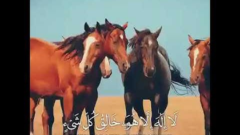 (ذلكم الله) تلاوة تذهبك الى عالم آخر بصوت الشيخ ياسر الدوسري أجمل حالات واتس اب