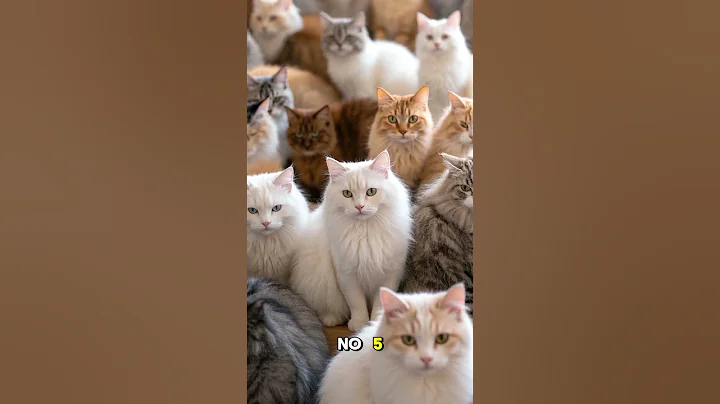 Watch the video about Amazing facts about Turkish Angora Cats #viralvideo #viralshorts #cats