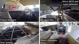 WECO Wine Grape Sorting