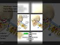 Nerves and Arteries: Understanding Throat Anatomy #shorts