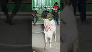 Tufail Bhai Ke Bakre ka Palai Result at Al Shaikh Goat Resort Mahapoli