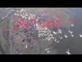 100 ЛЕТ ВВС России. 207 Парашютистов собрали фигуру в небе