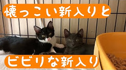 鎌倉ねこの間 Youtube