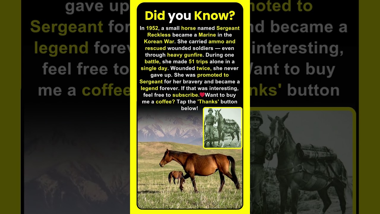 How did this Horse saved human life?