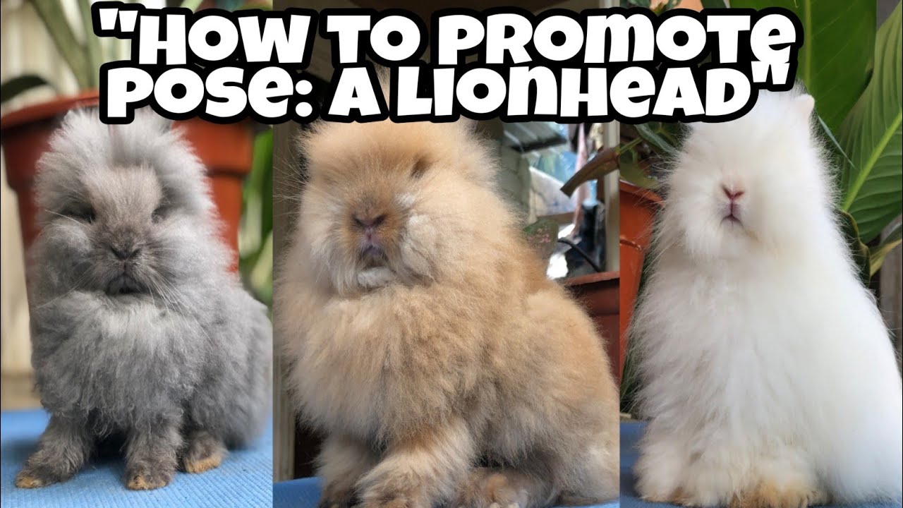 Rabbit Farming: Rabbit kits Update | how to pose like a show quality ...