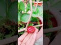 Rooftop Garden #reels