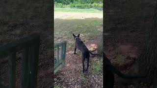 Went To Rescue 51424 Harley Pit Bull Terrier Tishomingo Animal Shelter Oklahoma