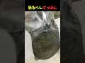 すっぽんと水道水