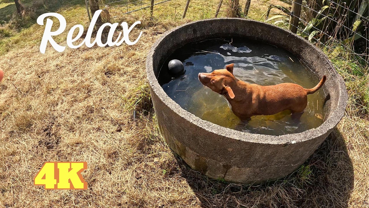 Hot Day on the Farm: POV Cows Moving From The Trees To New Pastures