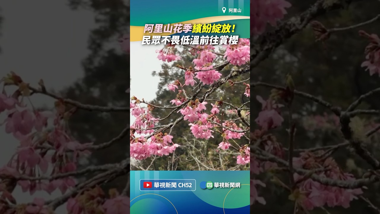 阿里山花季繽紛綻放！　民眾不畏低溫前往賞櫻｜👉小編推新聞 20260310#shorts