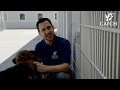 CATCH Training Tips: Petting Dogs the Right Way
