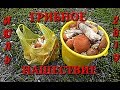 Подосиновики пошли массово! Июль 2019 .Отличное открытие сезона!