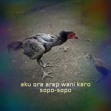 STORY WA JAWA|| BENER ORA WEDI SALAH!!..