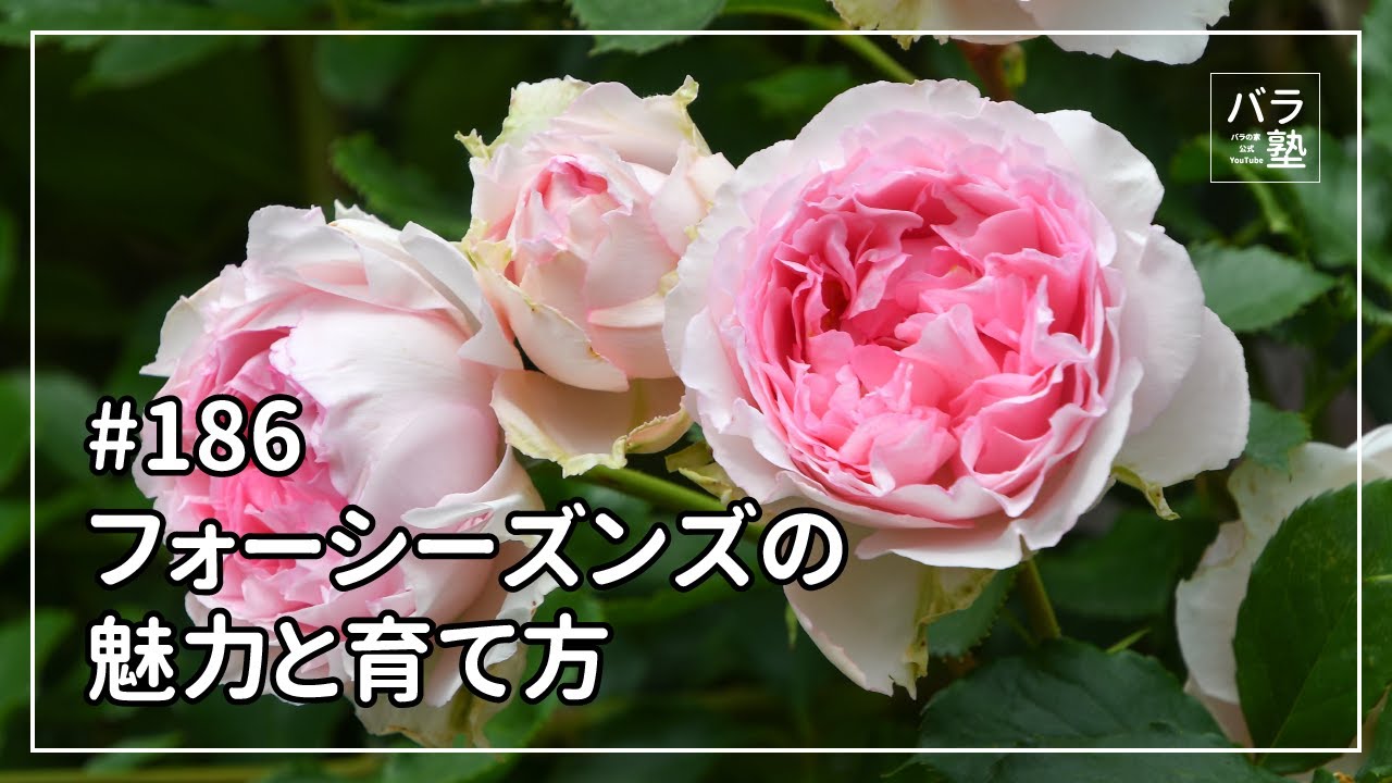 バラ苗【中苗】フォーシーズンズ 国産苗 6号鉢植え品［農林水産省 品種