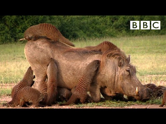 This Warthog took a trip to the Mongoose Spa | Banded Brothers - BBC class=