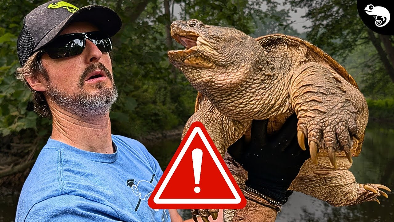 This Changes EVERYTHING We Thought We Knew About Snapping Turtles