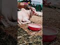 😘🔥🔝💯💖🔙❤️🥰💞💝⚡😍👀 #animals #mathur3394 #bailgada #bailgadasharyat #marathisong #bakasur #bull #kalij