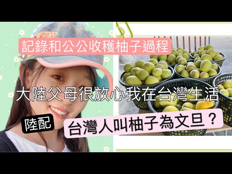 大陸父母很放心我在台灣生活，紀錄中秋節前和公公豐收柚子過程。30多年老欉文旦，柚子樹記下歲月痕跡！中秋節快樂喔