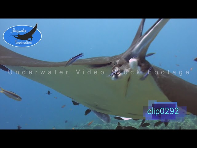 0292_Manta ray with cleaner fish. HD Underwater Royalty Free Stock Footage