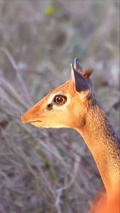 The Kirk’s dik-dik let’s of a high pitch whistle as a warning call to their fellow..