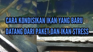 STRESS IKAN LOUHAN BARU DATANG,BEGINI CARA MENGATASINYA