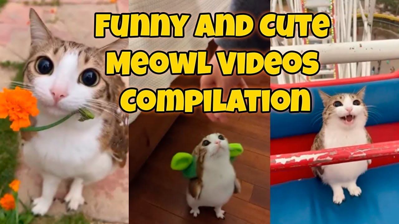 Funny and Cute Meowl Videos Compilation
