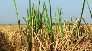 Ratoon rice crop in Arkansas