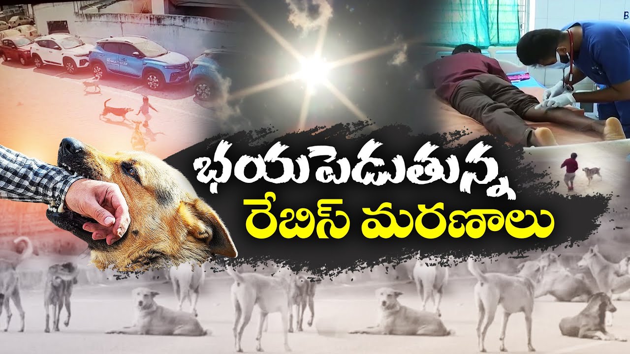 Rabies | How to Prevent & Rabies Free India | Idi Sangathi - YouTube
