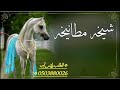 شيله باسم شيخه 2023 شيخه اهل الطيب شيخه مطانيخه افخم شيله مدح باسم شيخه حماسيه طرب رقص جديد 2023