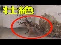 ガサガサで捕った生き物の飼育。カニVSタコ！