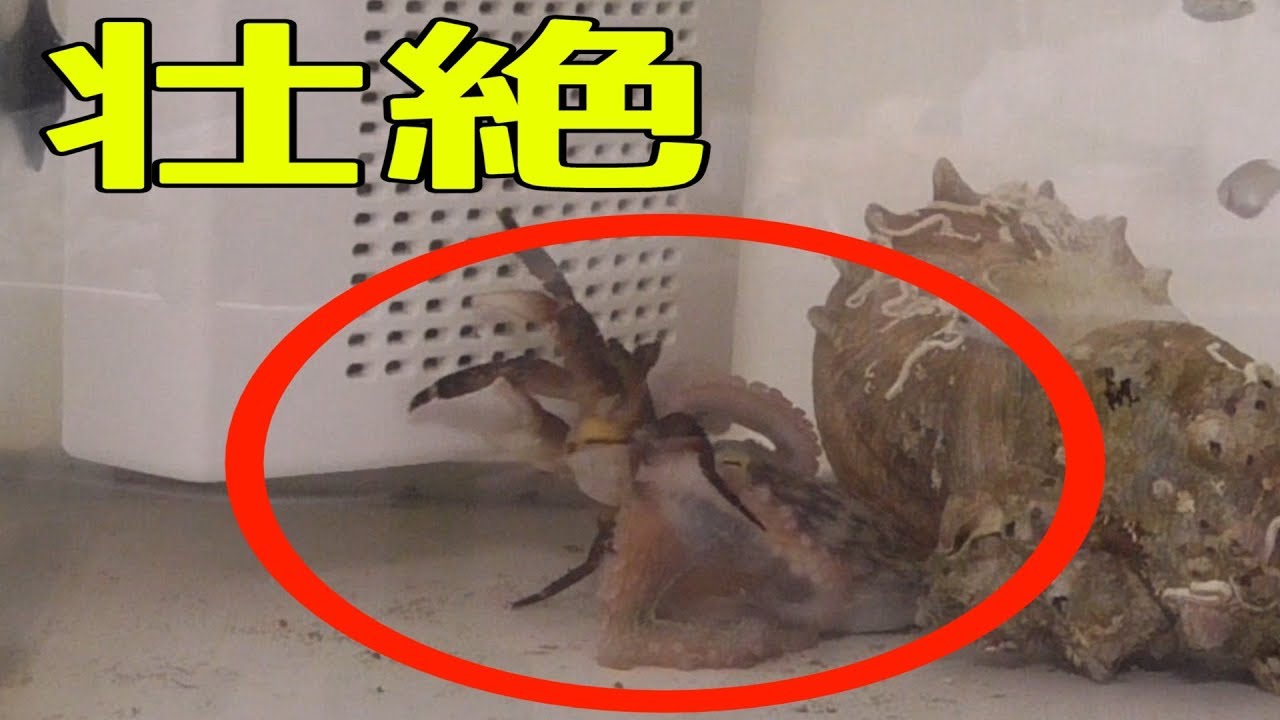 ガサガサで捕った生き物の飼育 カニvsタコ Youtube