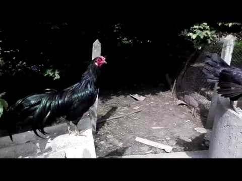 ინდონეზიის კუნძულ სუმატრაზე ბინადარი ამავე სახელით ცნობილი ,,სუმატრა'' ს ჯიშის ქათმები