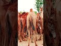 camels #camels