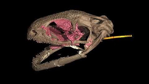 CT Scan of the new species of extant amphibian Yaksha perettii