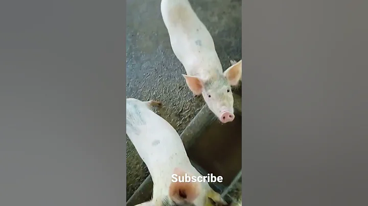 Pig Farmer #shortsvideos #shortsviral