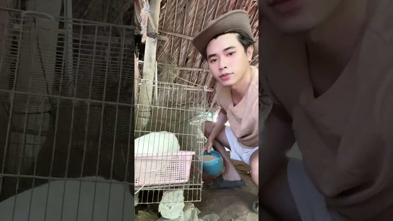 Feed rabbits, chickens, ducks and pigs in the afternoon...