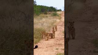 माँ शेरनी बच्चों को बड़ा होने तक रक्षा करती है! Lion cubs story! #lion #shortvideo