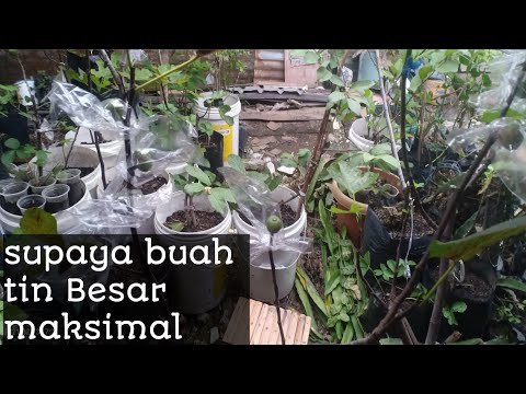 Video: Bagaimana Membuat Tin Dan Melucutkan Lilin?