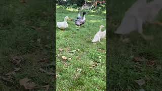 Duck introductions #duck #ducklingspro #funny #ducklife #cuteanimals #pets