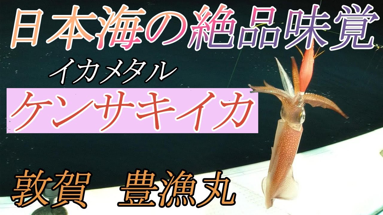 【敦賀 イカメタル】シーズンインした絶品大剣ケンサキイカを狙いに豊漁丸へ