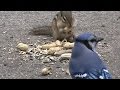 Chipmunks and friends eating peanuts