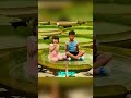 İnsan Taşıyabilen Dev Yapraklar