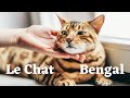 Tout sur le chat bengal