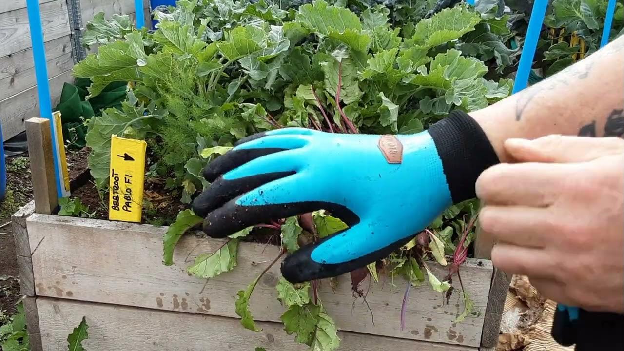 Cooljob Safety Life & Gardening Gloves Product Review 🌻 Beetroots 🌻  Weeding 🌻Raffle See Discription 